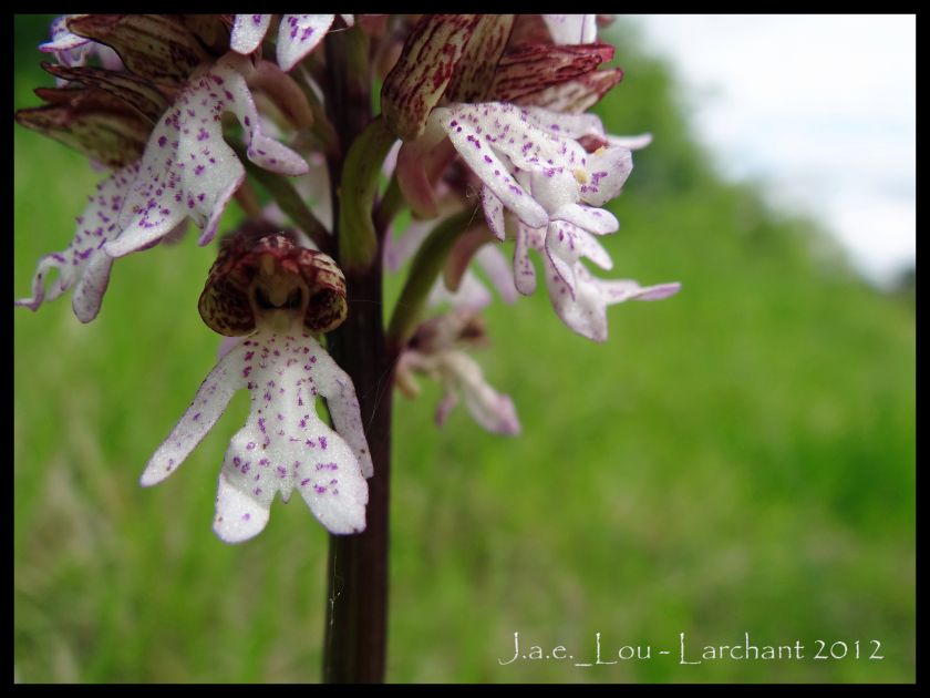 Orchis purpurea - Orchis pourpre